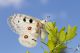 IMG_8619_Parnassius_apollo_s.JPG