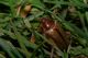 Amphimallon-(Amphimallon)-solstitiale-solstitiale-(Linné-1758)---Feltre-(BL)---Veneto5.jpg