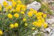 IMG_8220_Anthyllis_aurea_s.JPG