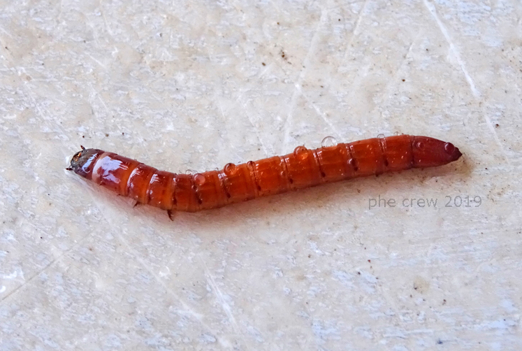 larva probabile Melanotus sp. - 25 mm (3).JPG