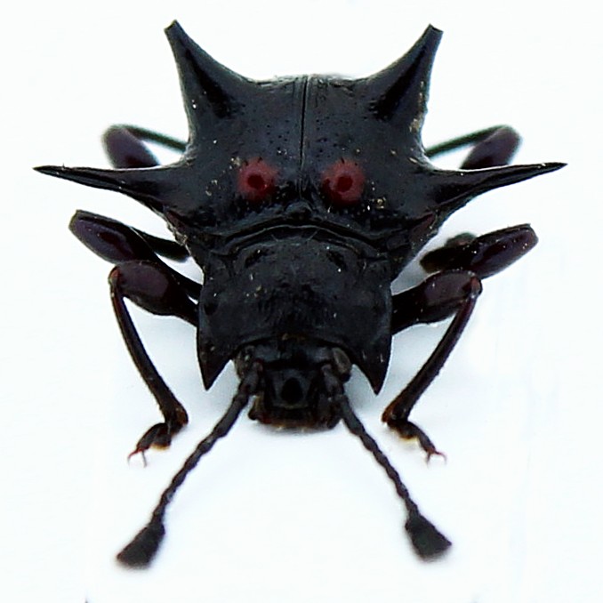 Cacodaemon hystricosus 3.JPG