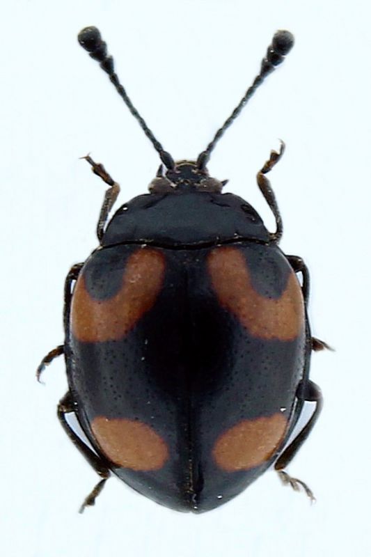 Beccariola ovata.JPG