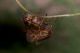 Amphimallon-(Amphimallon)-solstitiale-solstitiale-(Linné-1758)---Feltre-(BL)---Veneto12.jpg