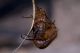 Amphimallon-(Amphimallon)-solstitiale-solstitiale-(Linné-1758)---Feltre-(BL)---Veneto14.jpg