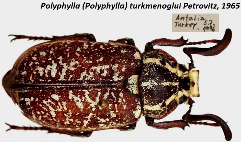 Polyphylla (Polyphylla) turkmenoglui Petrovitz, 1965.JPG
