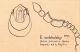 Euconnus (Cladoconnus) motschulskii Motschulsky, 1837.jpg