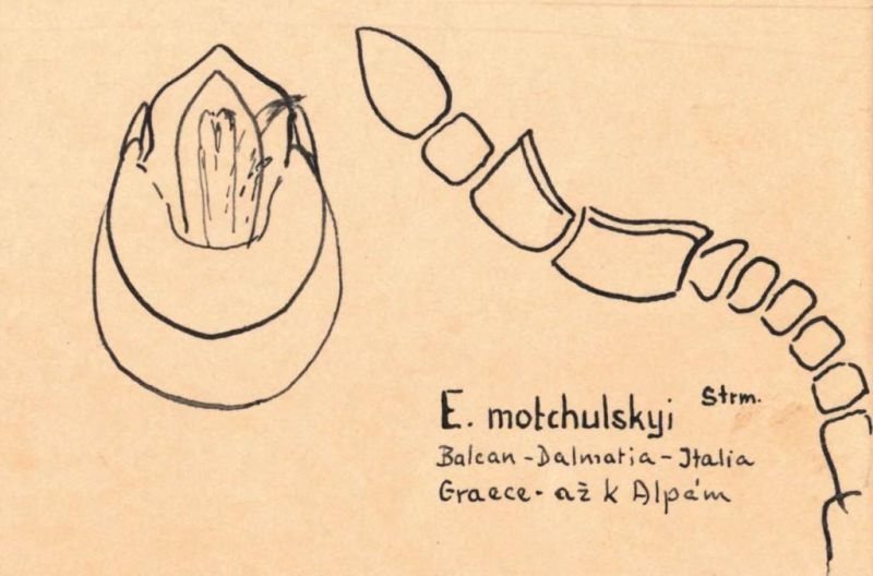 Euconnus (Cladoconnus) motschulskii Motschulsky, 1837.jpg