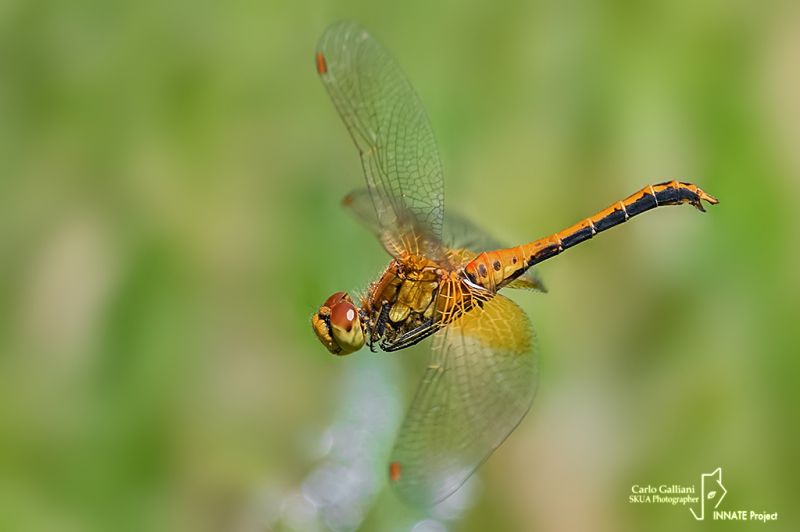 sympetrum flaveolum122.jpg