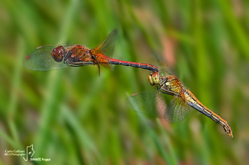 sympetrum flaveolum123.jpg