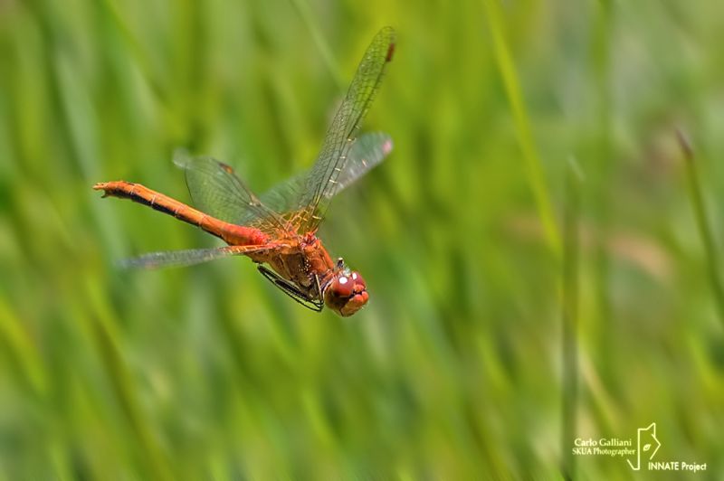 sympetrum flaveolum112.jpg