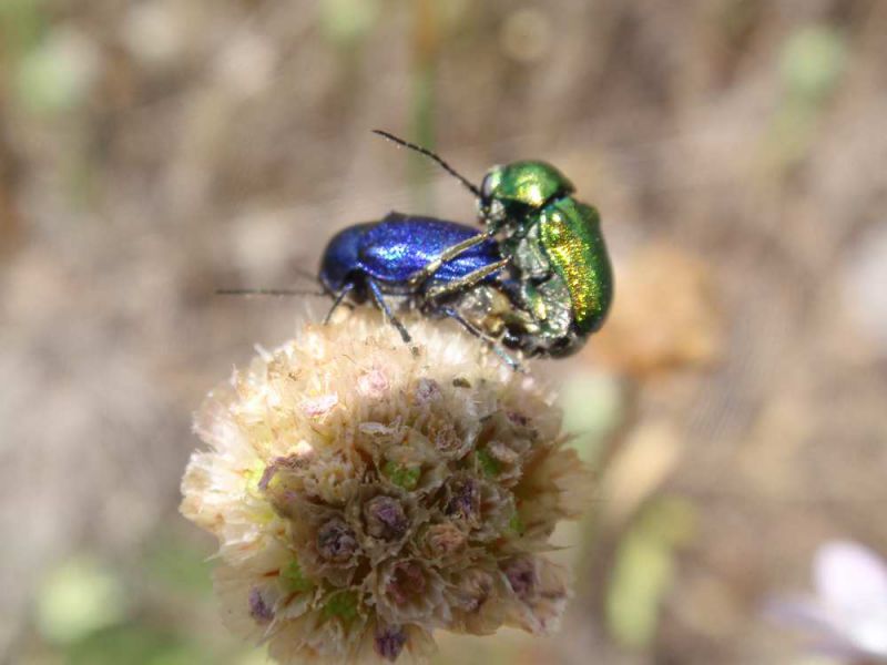 cryptocephalus(dimorfismo sessuale dicromico).JPG