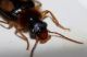 dromius cf quadrimaculatus 2.jpg