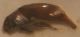 Ocydromus cf. concoeruleus 3.JPG