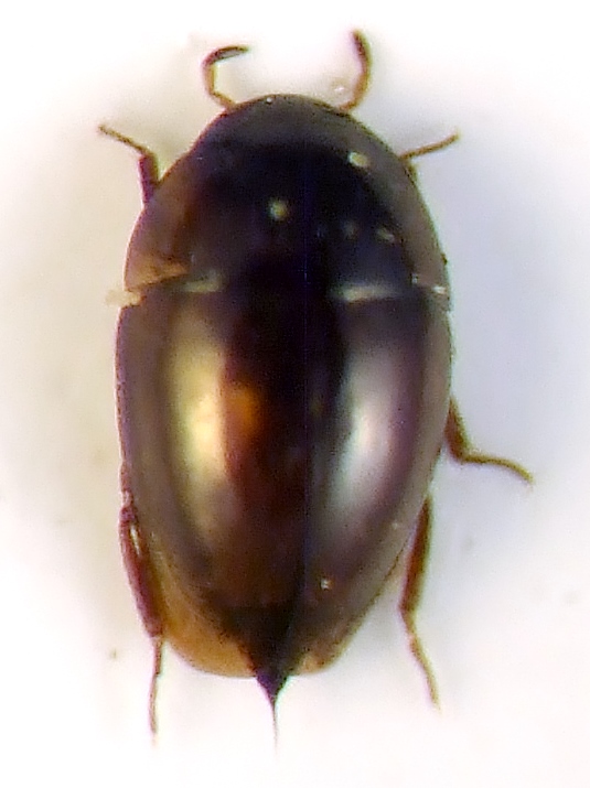 micro coleo da id 002.JPG