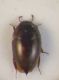 micro coleo da id 007.JPG