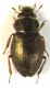 micro coleo da id 011.JPG