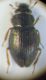 micro coleo da id 009.JPG
