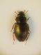 micro coleo da id 010.JPG