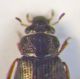 micro coleo da id 013.JPG