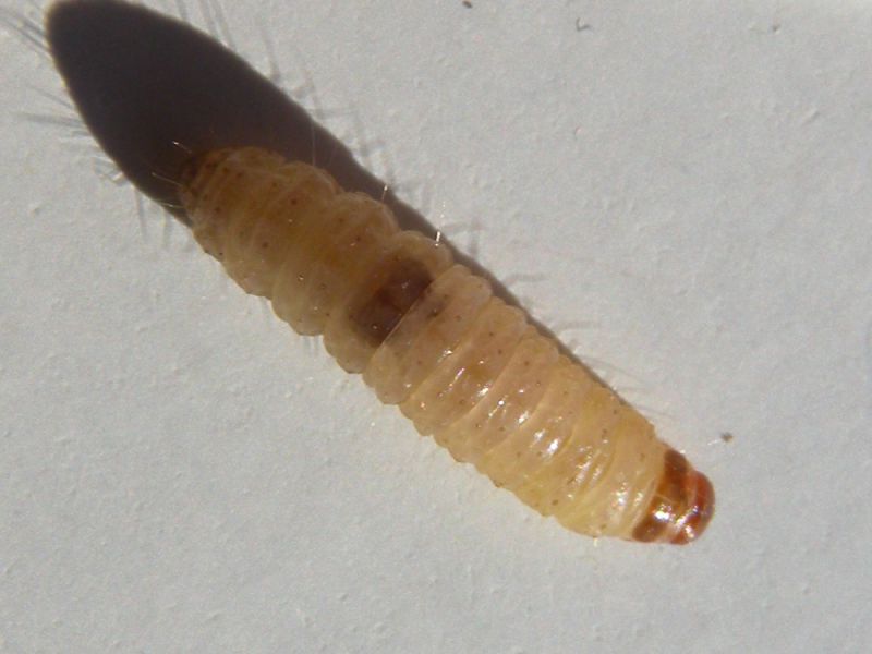 Blastobasis_glandulella_larva.jpg