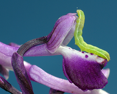 Bruco su Orchis longicornu.jpg