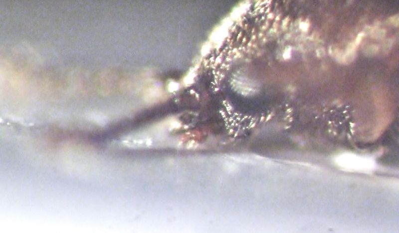 particolare cryptiphagidae 001.JPG