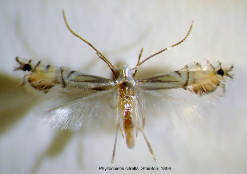 P. citrella 005.JPG