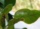 Phyllocnistis citrella 012.JPG