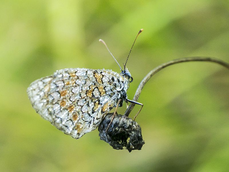 melitaea_sp_s_8940.jpg