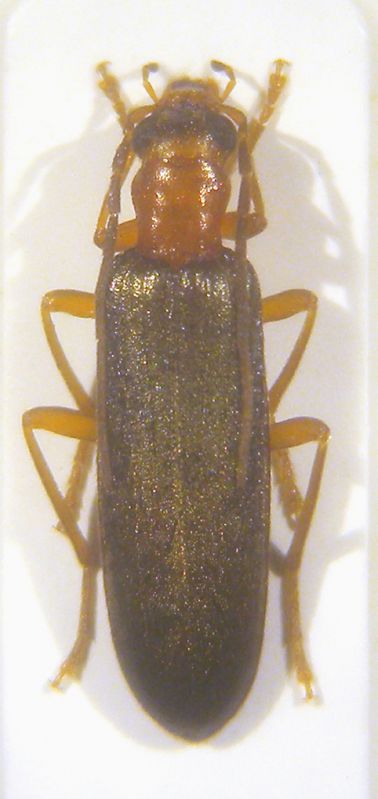 Oedemeride sp.jpg