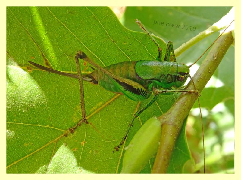 probabile Eupholidoptera sp . - Anzio - 17.8.2019 - (1).JPG