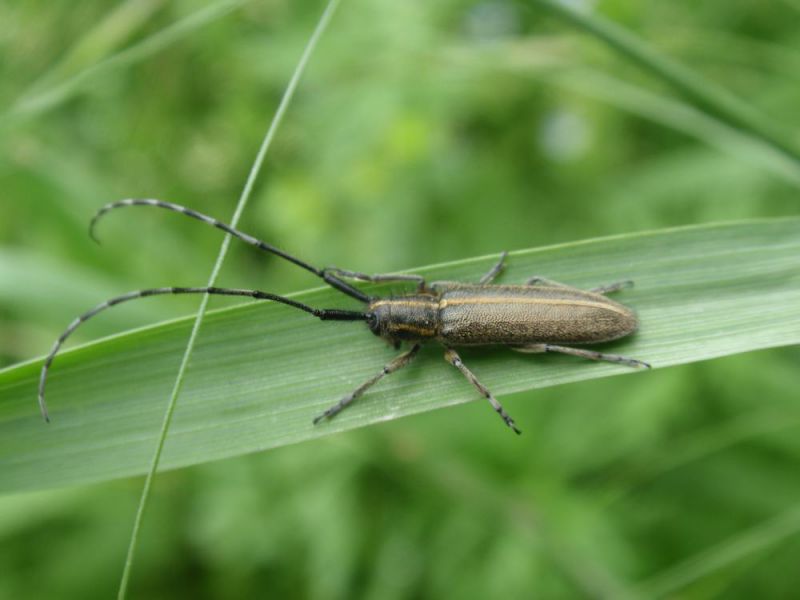 Cerambicidae.JPG