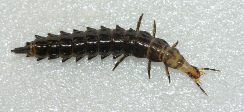 small.Larva1.jpg