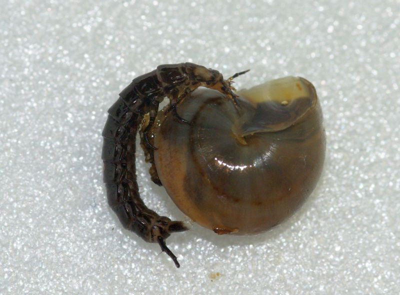 small.Larva2.jpg