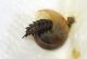 small.Larva4.jpg