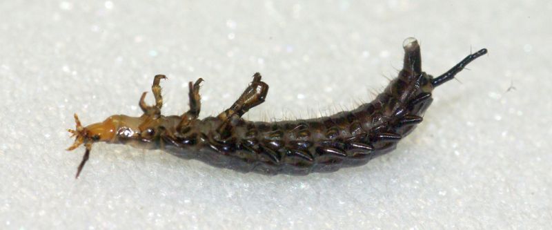 small.Larva5.jpg