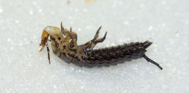 small.Larva7.jpg