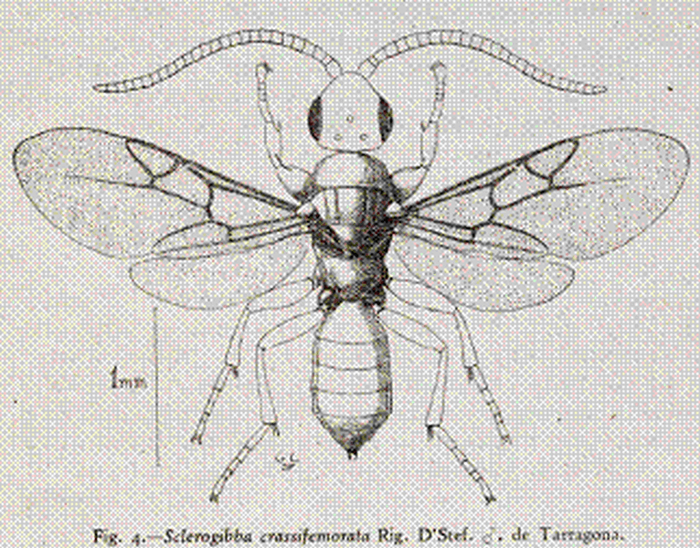 Disegno.gif