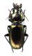 Comb2799-14zL6cr.jpg
