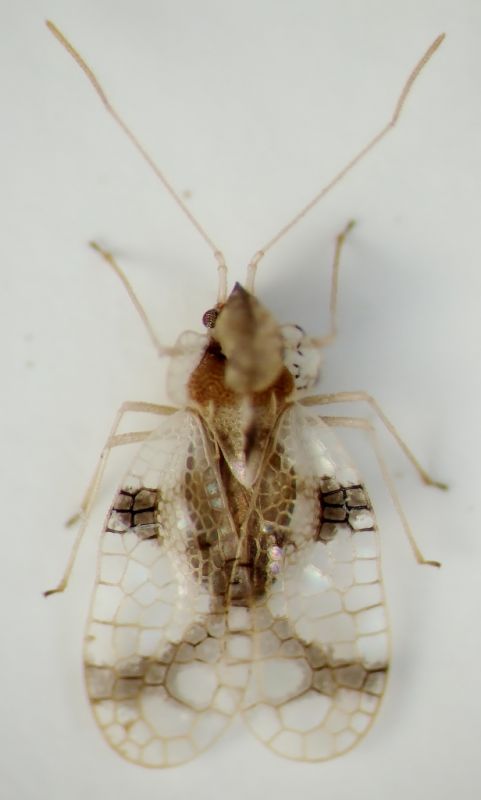Stephanitis pyrioides 006.JPG