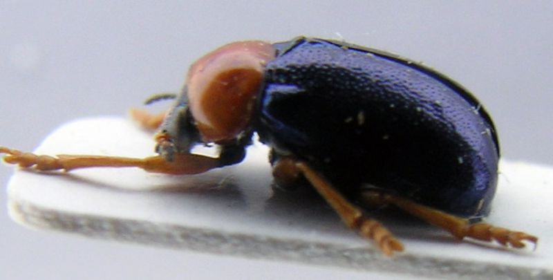 crysomelidae1.jpg