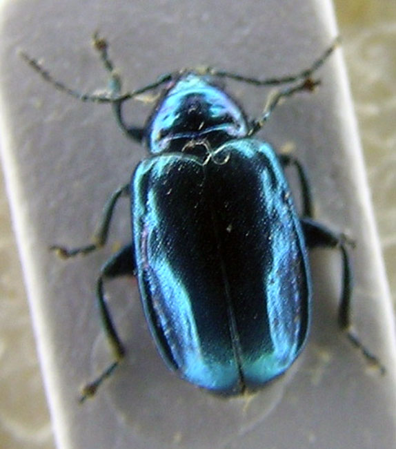 Chrysomelidae 1.jpg