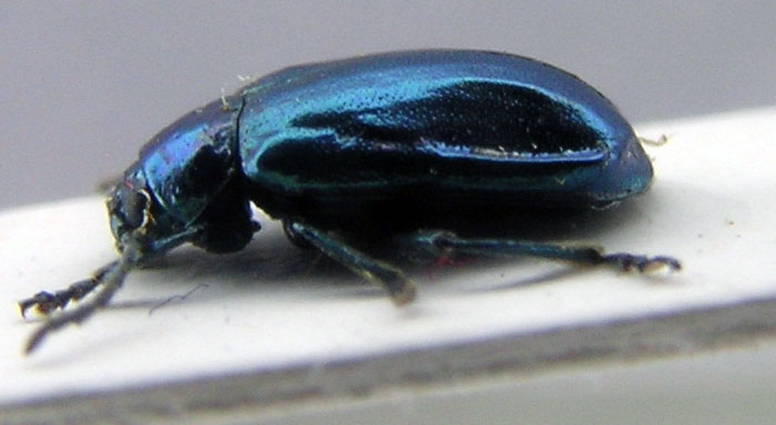 chrysomelidae.jpg