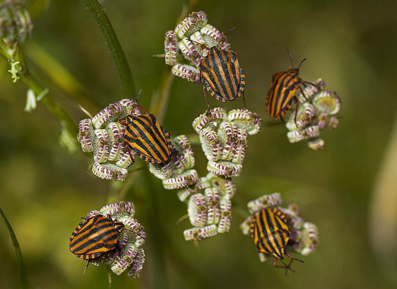 Graphosoma italicum (2).jpg