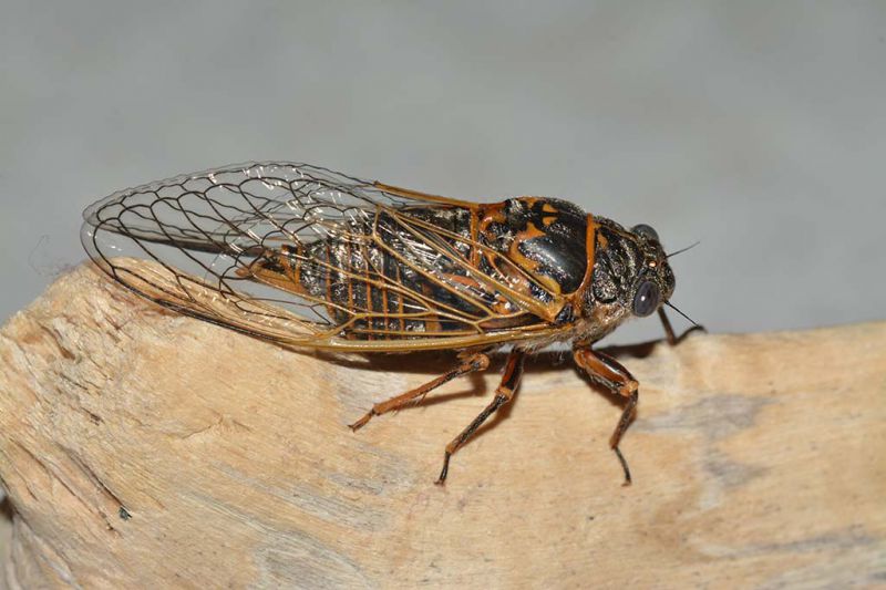 Cicada orni (1).jpg