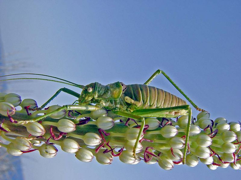 Uromenus brevicollis insularis (5).jpg