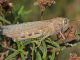 Anacridium aegyptium, locusta egiziana (4).jpg