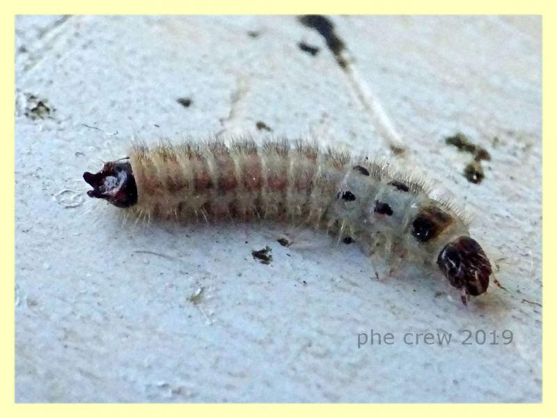 probabile larva Cleridae 7 mm. - 18.8.2019 - Anzio - (2).JPG