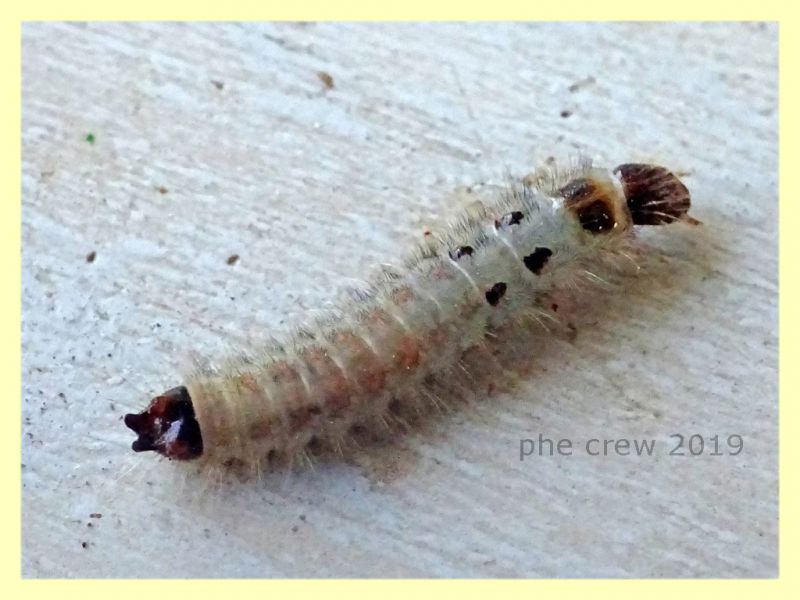 probabile larva Cleridae 7 mm. - 18.8.2019 - Anzio - (1).JPG