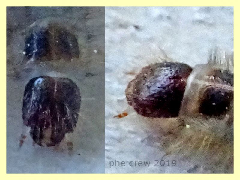 probabile larva Cleridae 7 mm. - 18.8.2019 - Anzio - (3).JPG